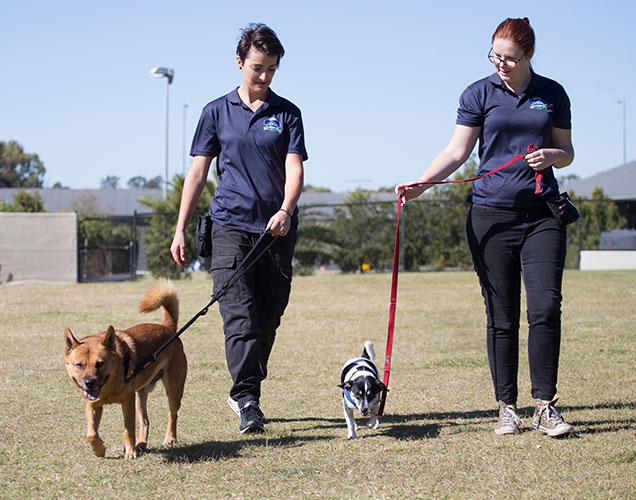 RSPCA School for Dogs trainers walking dogs